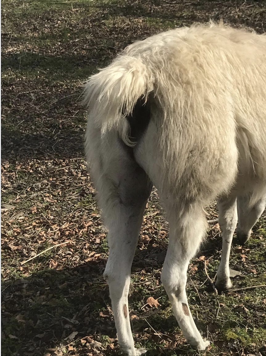 Llama #3299